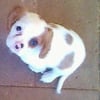 Photo de Chelsea, Cavalier King Charles Spaniel