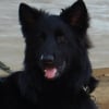 Photo de Lancelot