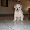 Photo de Bunny