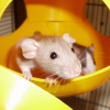 Photo de Tallis et loki, Rat