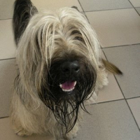 Photo de profil de Ceridwen's cordial medoc dit candy