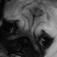 Photo de profil de Nachos