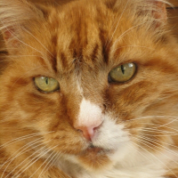 Photo de profil de Louie ananda bliss-cat fur-face fish-breath