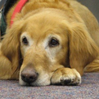 Photo de profil de Shitu