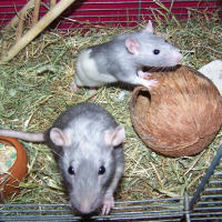 Photo de profil de Paupiette & ramoulette