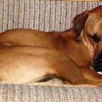 Photo de profil de Duke