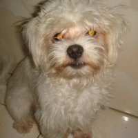 Photo de profil de Mickey