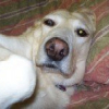 Photo de Lulu, Labrador Retriever
