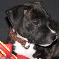 Photo de profil de Kovu