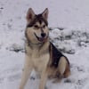 Photo de Kopek