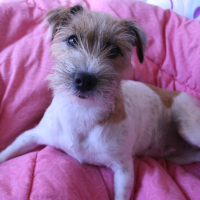 Photo de profil de Pebbles