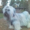 Photo de Miss.e, Shih Tzu