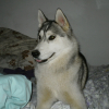 Photo de Sasha