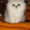 Photo de Brian, Persan