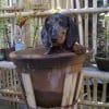 Photo de Cookie, Teckel