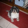Photo de Chiffon, Griffon Belge