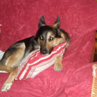 Photo de profil de Samson