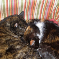 Photo de profil de Mounette
