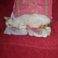 Photo de profil de Flokette