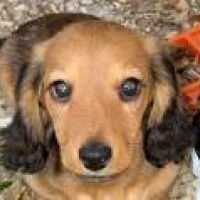 Photo de profil de Ratty