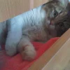 Photo de Misty