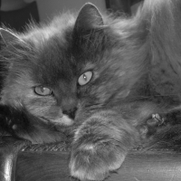 Photo de profil de Duchesse