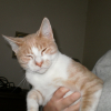 Photo de Ginger
