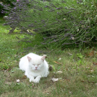 Photo de profil de Matisse