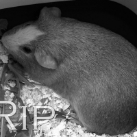 Photo de profil de Mars