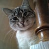 Photo de Suki