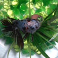 Photo de profil de Speedy