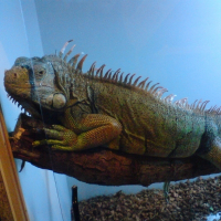 Photo de profil de Rocco