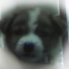Photo de Choco