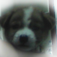 Photo de profil de Choco