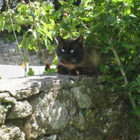 Photo de profil de Lecopindelili