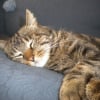 Photo de Tigrou