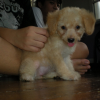 Photo de profil de Ginger