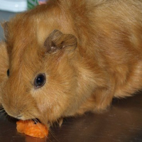 Photo de profil de Noisette