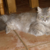 Photo de Choupette