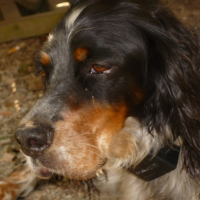 Photo de profil de Turlutte