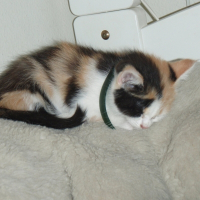 Photo de profil de Pépite