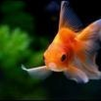 Photo de profil de Pile