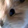Photo de Sherman