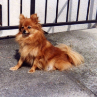 Photo de profil de Vichka
