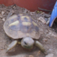 Photo de profil de Gamabunta