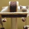 Photo de Mooch