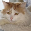Photo de Azumi, Turc de Van