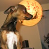 Photo de Sally, Pinscher