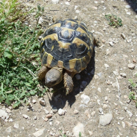 Photo de profil de Trotinette