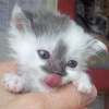 Photo de Mogwaï